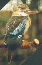 Avifauna